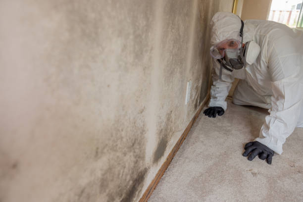 Professional Mold Removal Services in Maury, NC